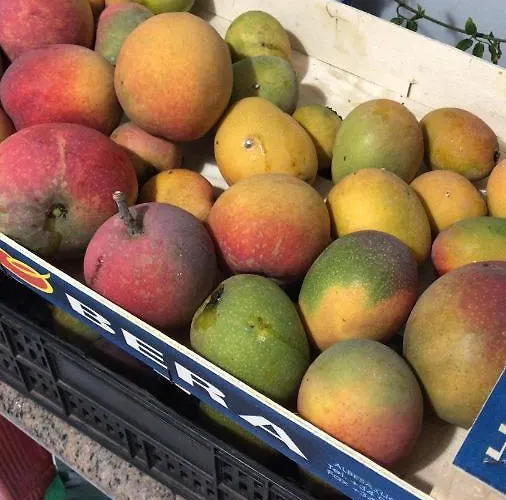 La Punta * Icod de los Vinos