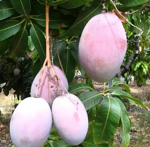 Apartamento La Punta Icod De Los Vinos