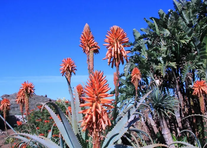 Apartamento La Punta Icod De Los Vinos