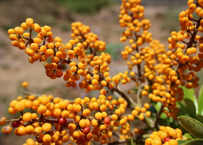 La Punta * Icod de los Vinos