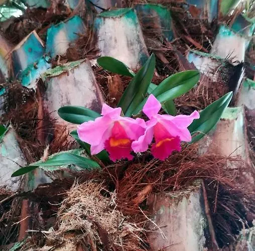 Apartman La Punta Icod de los Vinos