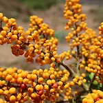 La Punta * Icod De Los Vinos