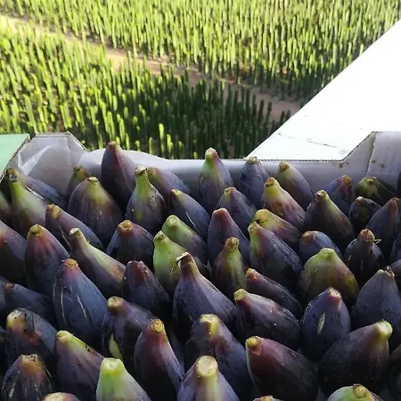 Appartement La Punta