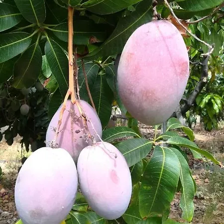 Appartement La Punta Icod De Los Vinos