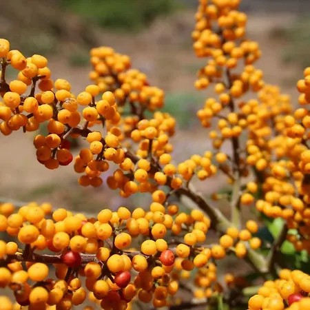 La Punta * Icod De Los Vinos