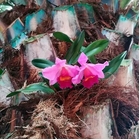 Appartement La Punta Icod De Los Vinos