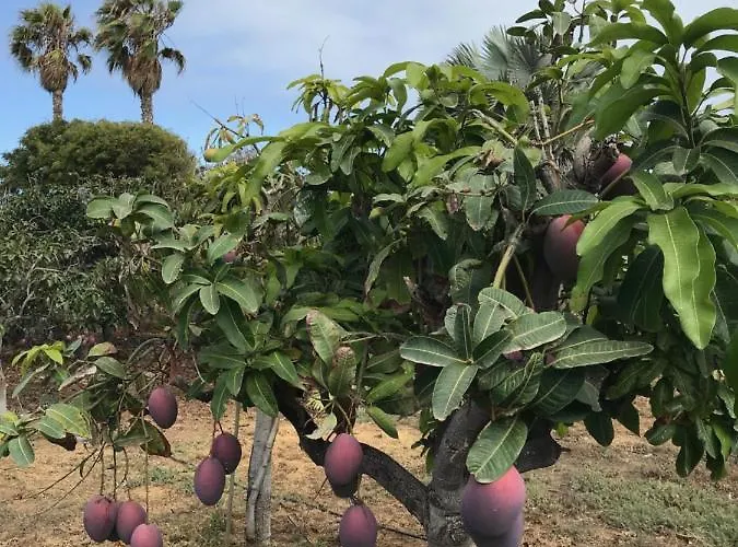 La Punta Lejlighed *