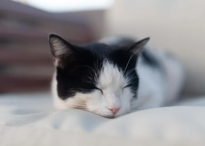 La Punta Lejlighed *