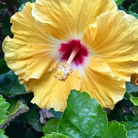 Appartement La Punta *